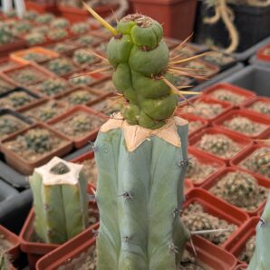 Eulychnia castanea spiralis