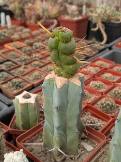 Eulychnia castanea spiralis
