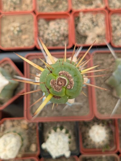 Eulychnia castanea spiralis - Зображення 2