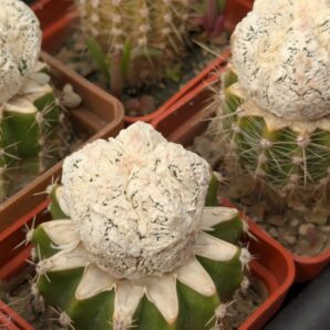 Astrophytum cv. Fukuryu Dinosaur