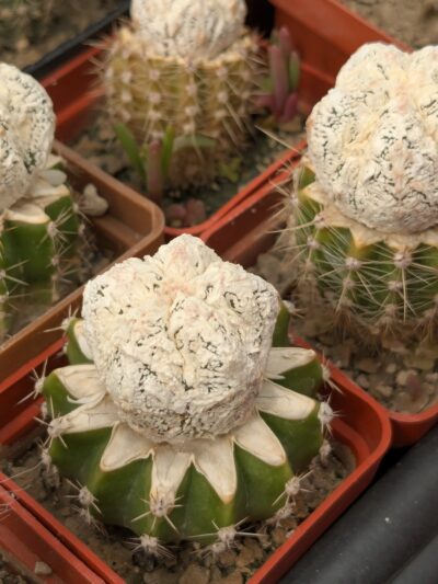 Astrophytum cv. Fukuryu Dinosaur