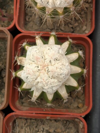 Astrophytum cv. Fukuryu Dinosaur - Зображення 2