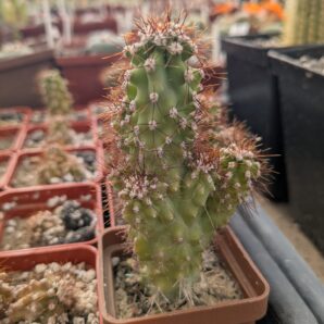 Cereus repandus f. monstrosa