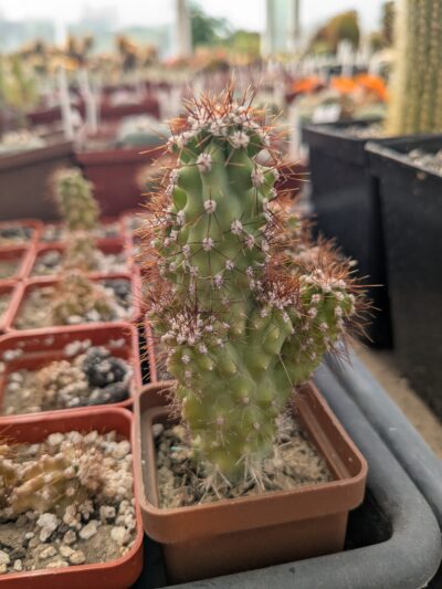 Cereus repandus f. monstrosa
