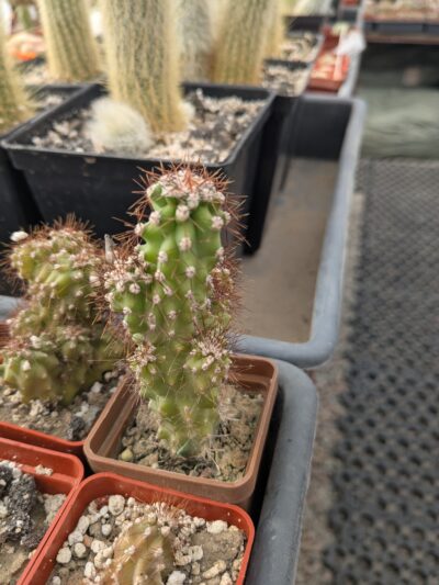 Cereus repandus f. monstrosa - Зображення 2