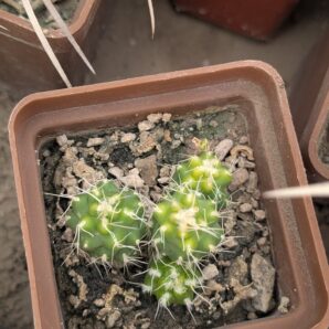 Puna subterranea f. incahuasi