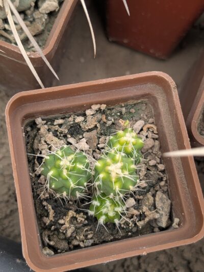 Puna subterranea f. incahuasi