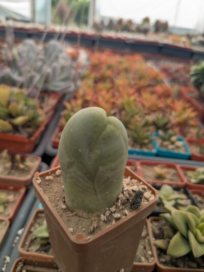 Echinopsis lageniformis f. monstruosa (Penis Cactus) - Зображення 3