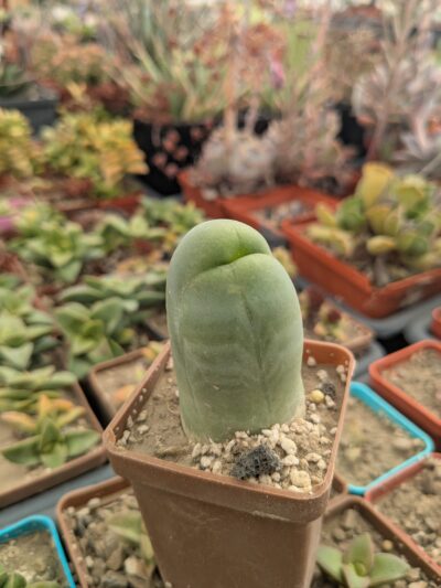 Echinopsis lageniformis f. monstruosa (Penis Cactus) - Зображення 2