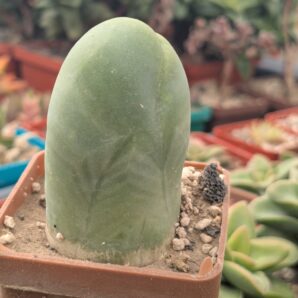 Echinopsis lageniformis f. monstruosa (Penis Cactus)