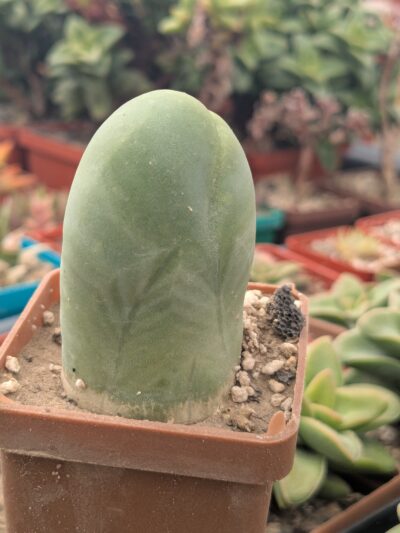 Echinopsis lageniformis f. monstruosa (Penis Cactus)
