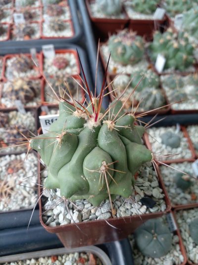 THELOCACTUS rinconensis ssp. freudenbergeri CSD 173