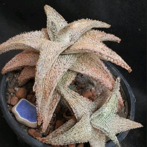 Aloe cv. Coconut flakes