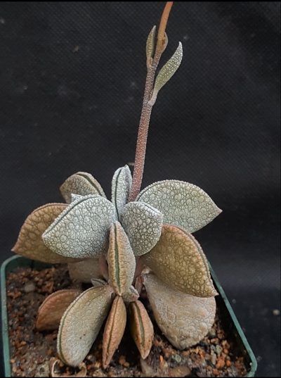 Peperomia hutchisonii - Зображення 2