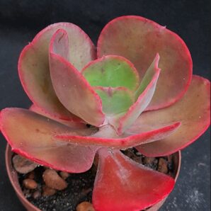 Echeveria red princess