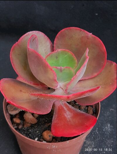 Echeveria red princess