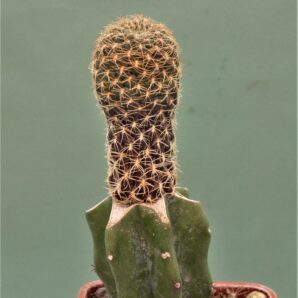 sulcorebutia-breviflora-1