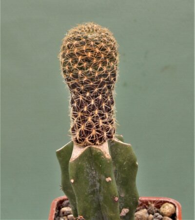 sulcorebutia-breviflora-1