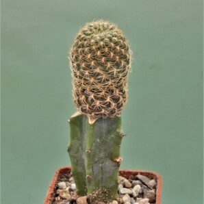 sulcorebutia-breviflora-2