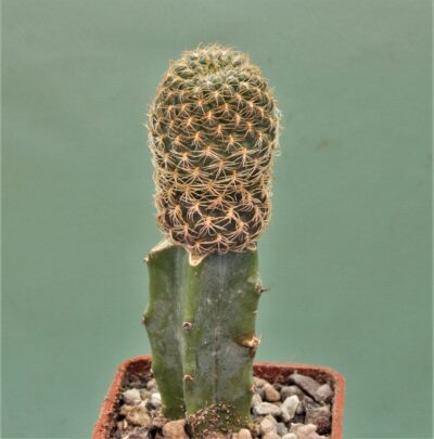 sulcorebutia-breviflora-2