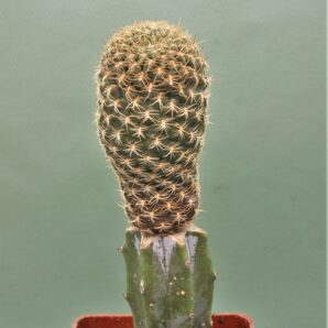 sulcorebutia-breviflora-3