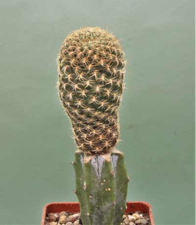 sulcorebutia-breviflora-3