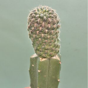 sulcorebutia-inflexiseta