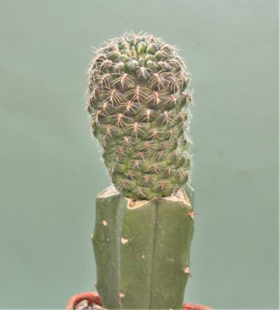 sulcorebutia-inflexiseta