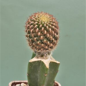 sulcorebutia-mentosa-v.-albissima-2.