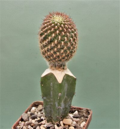 sulcorebutia-mentosa-v.-albissima-3