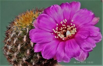 sulcorebutia-mentosa-v.-albissima. - Зображення 2