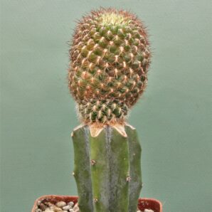sulcorebutia-mentosa-v.-albissima.