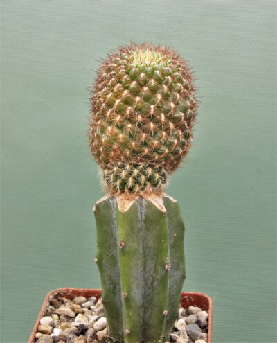 sulcorebutia-mentosa-v.-albissima.