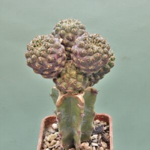 sulcorebutia-pulchra-vs-417-2