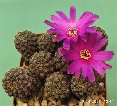sulcorebutia-pulchra-vs-417 - Зображення 2