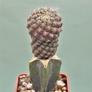 sulcorebutia-pulchra-vs-417