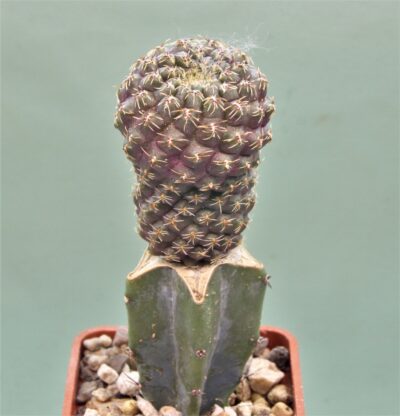 sulcorebutia-pulchra-vs-417