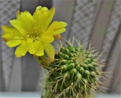 sulcorebutia-vargasii-v-viridisima - Зображення 2