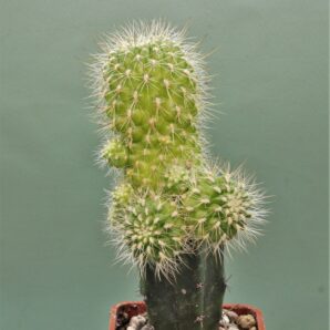 sulcorebutia-vargasii-v-viridisima