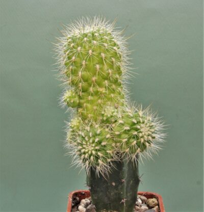 sulcorebutia-vargasii-v-viridisima