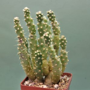 tephrocactus-moelleriana-1