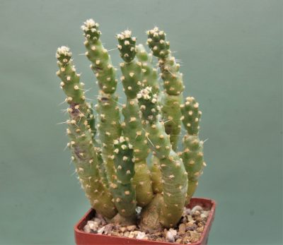 tephrocactus-moelleriana-1