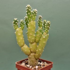 tephrocactus-moelleriana-2