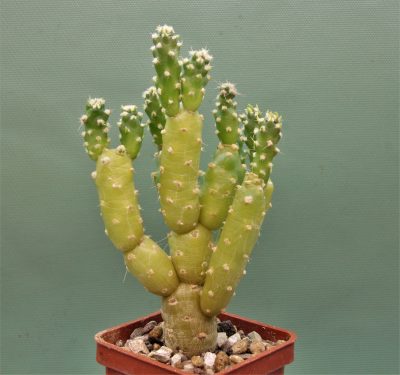 tephrocactus-moelleriana-2