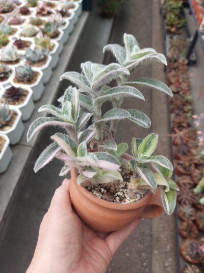 Tradescantia sillamontana f. var. - Зображення 2