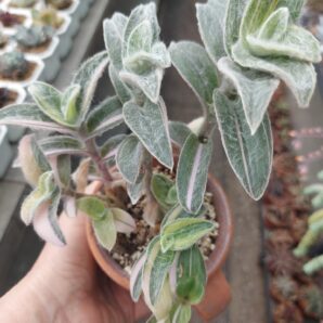 Tradescantia sillamontana f. var.