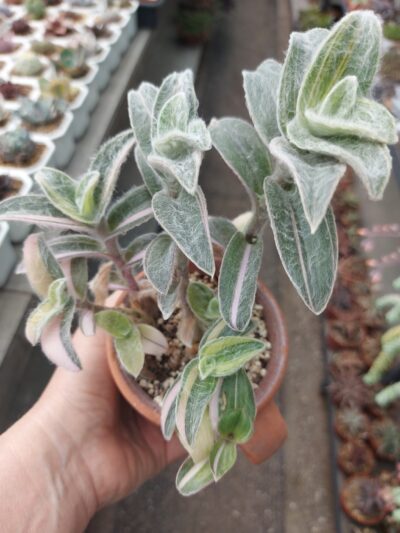 Tradescantia sillamontana f. var.