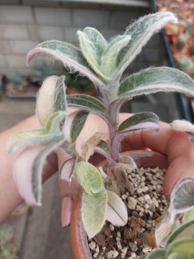 Tradescantia sillamontana f. var. - Зображення 4