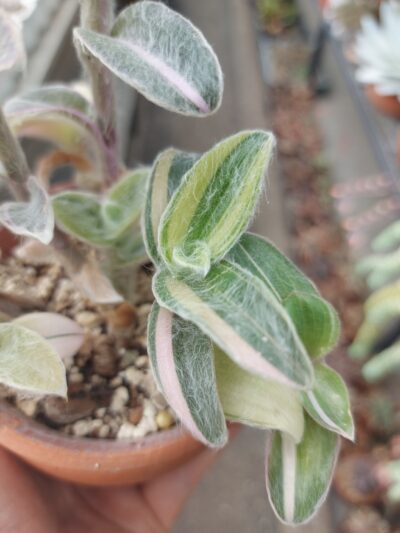 Tradescantia sillamontana f. var. - Зображення 3
