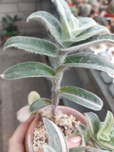 Tradescantia sillamontana f. var. - Зображення 5